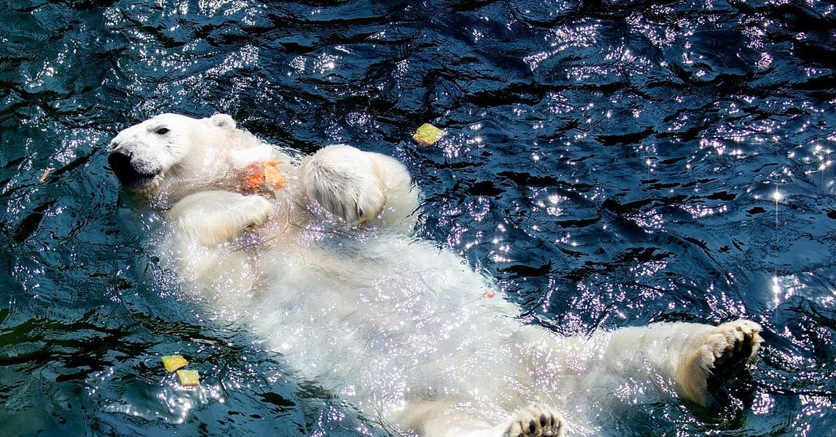 белый медведь охотится на нерпу. белый медведь охотится. белый медведь ест тюленя. белые медведи едят тюленей. белые медведи едят тюленей.