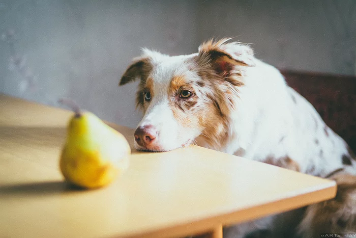 Girl with a pear - My, Insulation, Australian shepherd, Dog