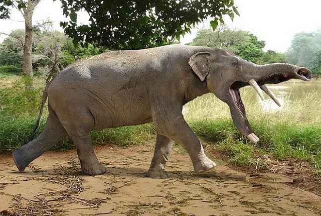 Extinct elephants - My, Elephants, Paleontology, Evolution, Animals, Interesting, Informative, Longpost, Dinoterium