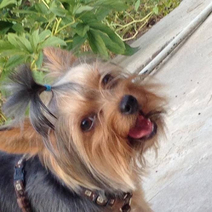 Join the wave - My, Dog, Yorkshire Terrier, Pets