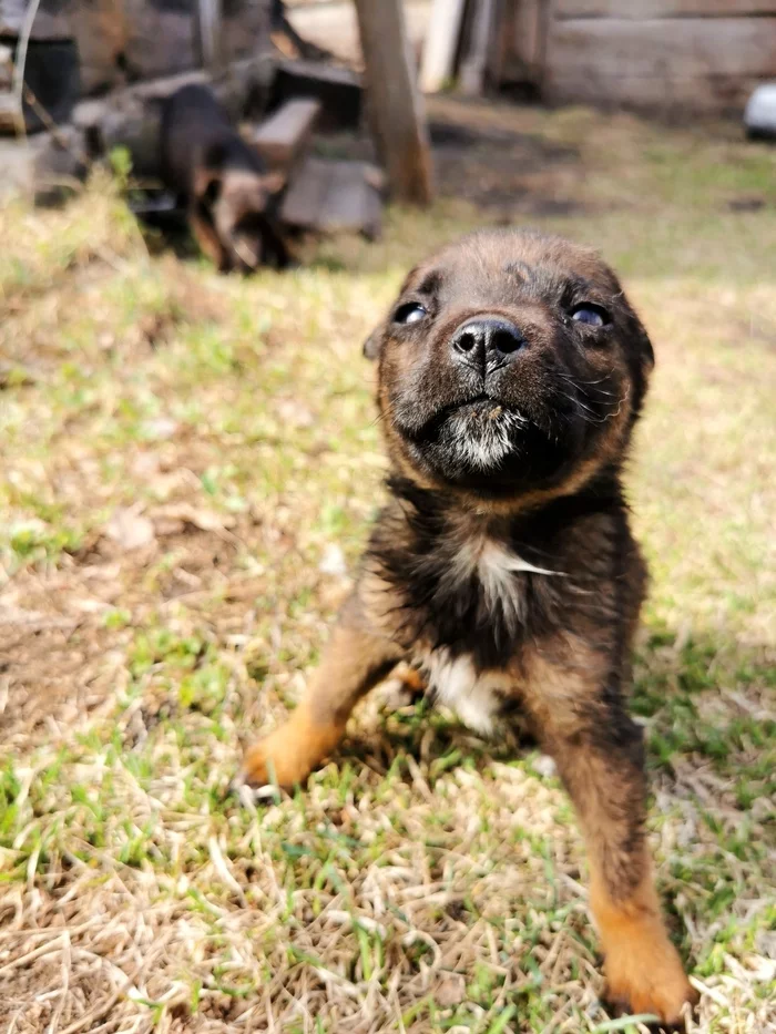 Abandoned puppies are looking for a home. Krasnoyarsk - My, Krasnoyarsk, Abakan, Achinsk, Puppies, Animals, In good hands, Dog, No rating, Longpost