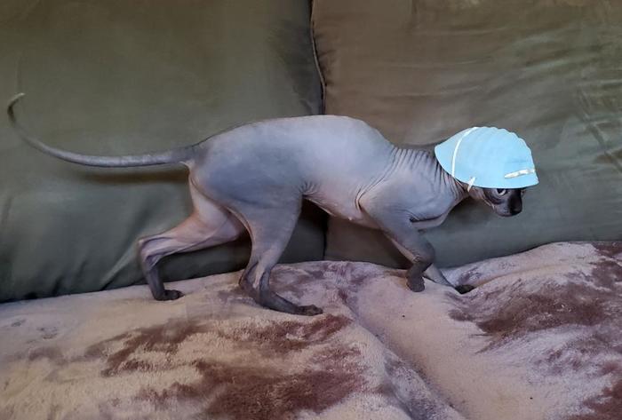 Рядовой Барсик