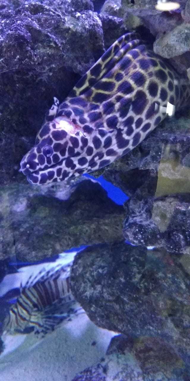 Leopard moray eel fight - My, Moray, Skirmish, Video, Longpost