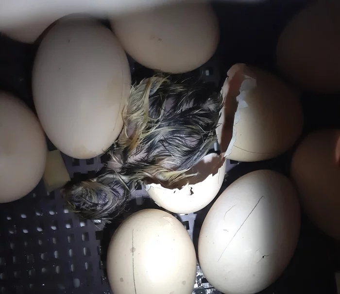 Gentlemen, the start has been given! - My, Сельское хозяйство, Incubation, Incubator, Eggs, Chickens, Hatching, Poultry
