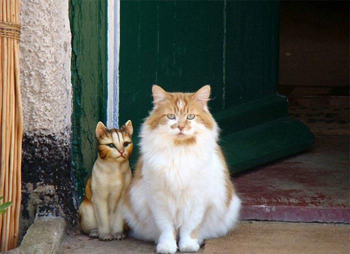 Rubble is the oldest cat in the world, soon to turn 32 years old. - Long-liver, Animals, Cat family, Longpost, cat