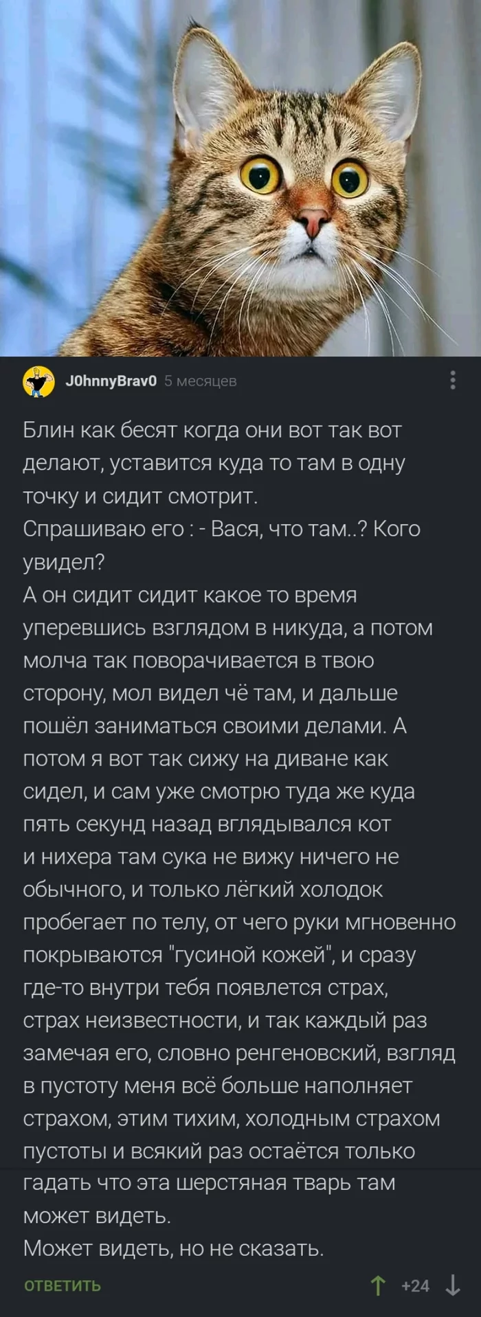 Иной мир - Комментарии, Комментарии на Пикабу, Кот, Пустота, Другой мир, Скриншот, Длиннопост