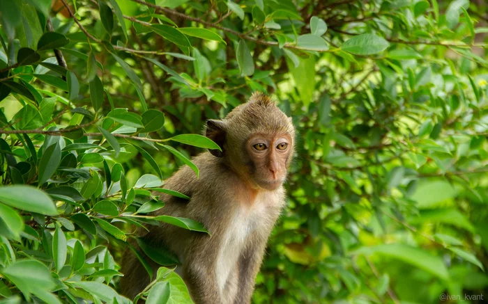 Khao Kheo Zoo Thailand - My, Zoo, The photo, Canon, Animals, Nature