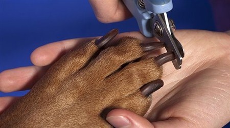 How to trim a dog's nails - My, Dog, Puppies, Dog lovers, Longpost, Claws, Стрижка