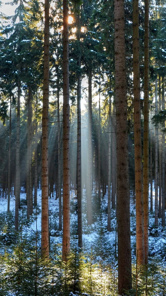 Twilight rays in a dense forest - Pine Forest, Russia, The sun, Snow, Phone wallpaper, The photo, Nature