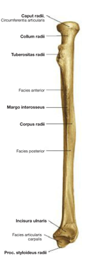 Лучевая кость на латыни