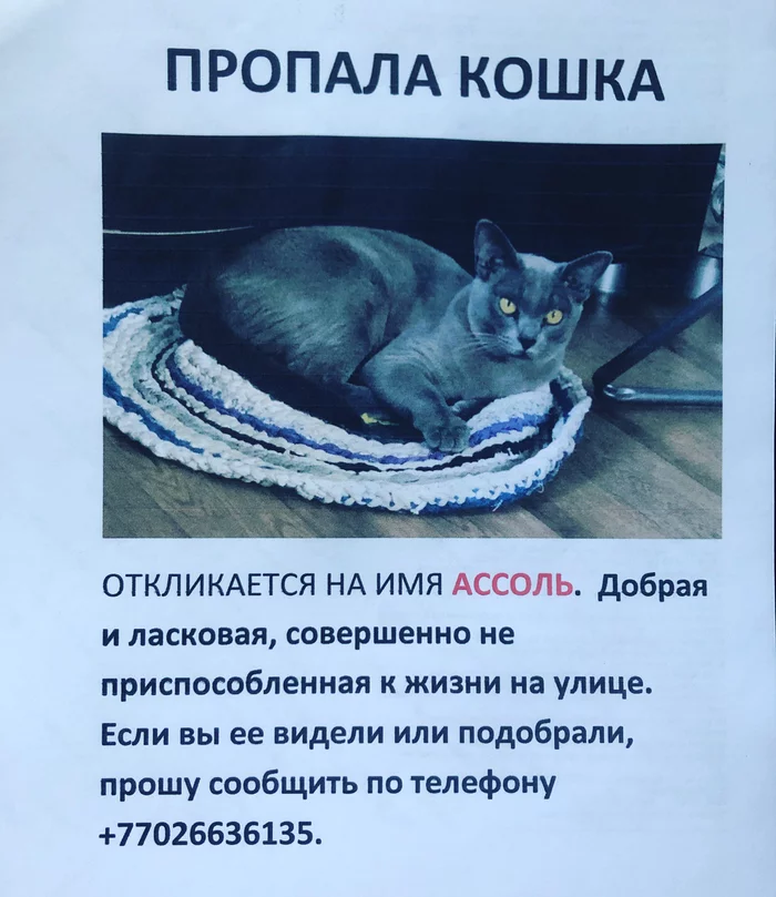 Lost cat in Karaganda - My, Lost, cat, No rating