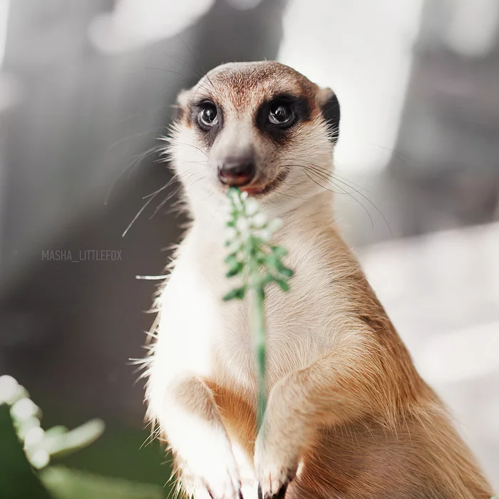 The meerkat will steal your hearts... and your insoles :) - My, Meerkat, Pets, Exotic animals, Exotic Pets, Exoticism in the apartment, Longpost