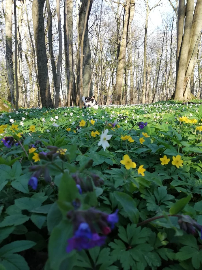 Baton's morning walk - My, Anemone, Moipes, Guryevsk, Longpost