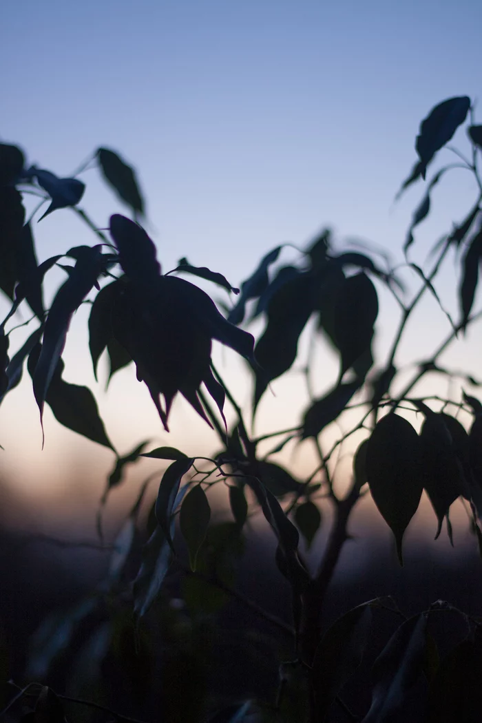 Ficus benjamina at sunset - My, The photo, Houseplants