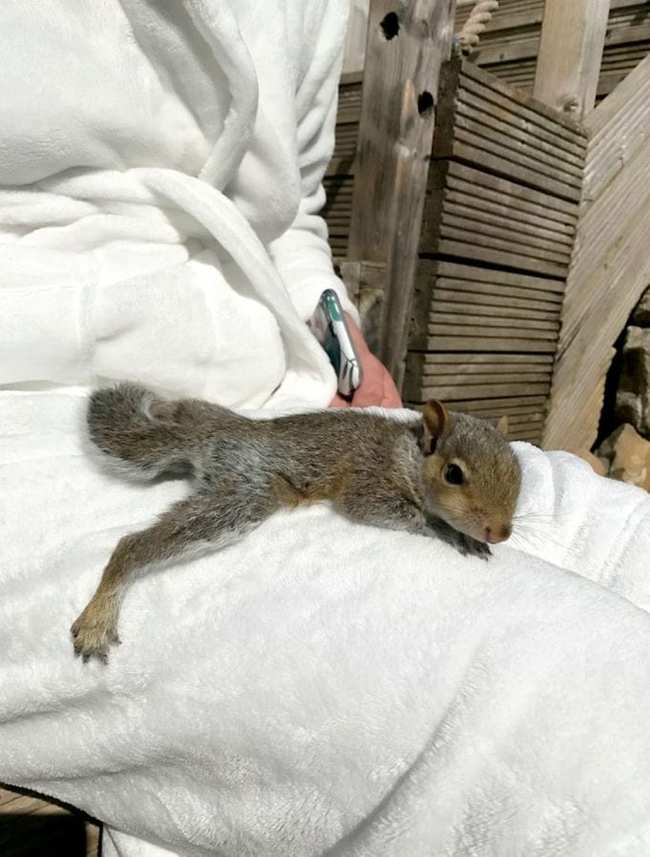 Animal News - Squirrel, Squirrel, Milota, Wild animals, Animal Rescue, Animals, Fluffy, friendship, Longpost