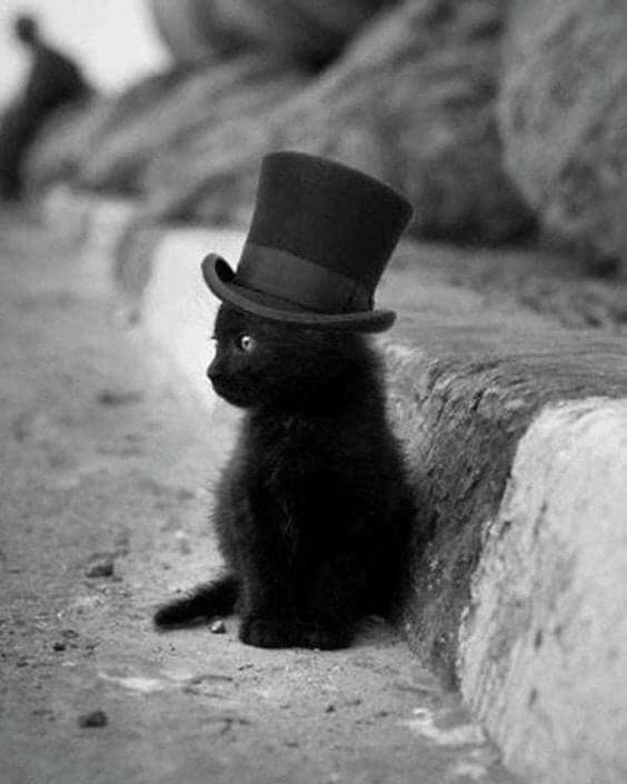 Gentleman on a walk - cat, Kittens, Hat, Milota, Black cat