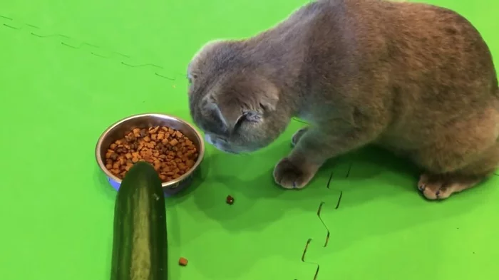 Cucumber and cat. Will the cat Cosmos be afraid of a cucumber? Playing around with food - My, cat, Humor, Video, Scottish lop-eared, Author's story, Author's stories, Kittens, Longpost