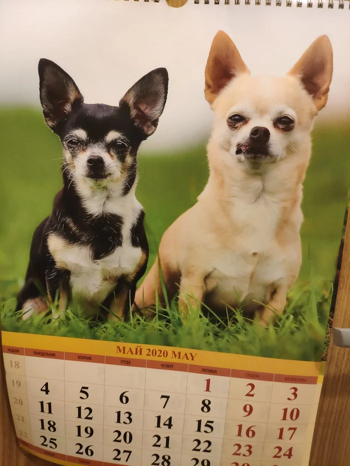 Do calendar makers know anything? - My, The calendar, Dog, Snideness, Sight