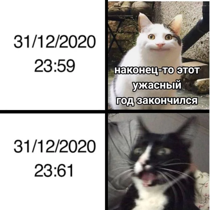 New Years is soon - New Year, Picture with text, cat, 2020