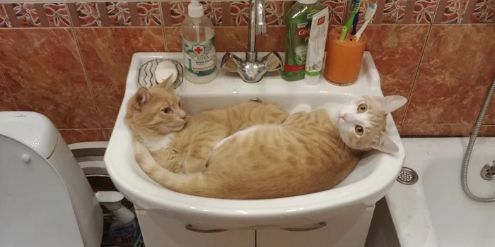 What are you staring at? - cat, Cats are liquid