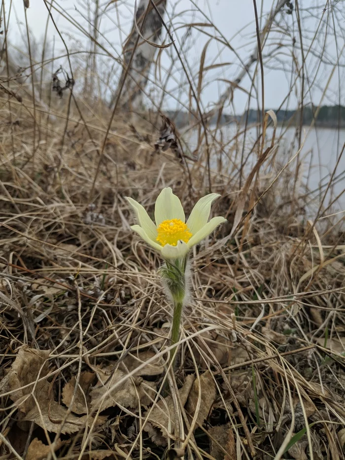 It’s almost spring, citizens! - Spring, Snowdrops flowers, Nature, Longpost