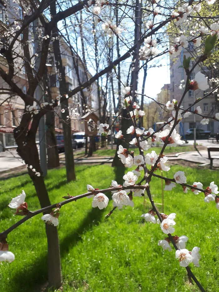 Весна во дворе - Моё, Весна, Мобильная фотография, Цветение