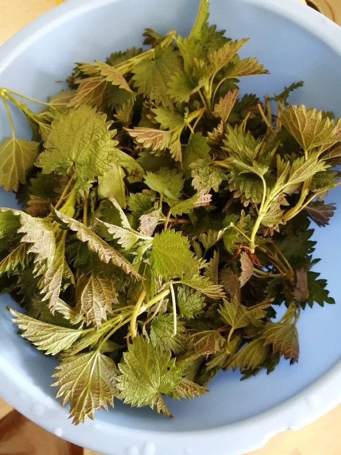 Nettle soup or salad? - My, Food, Vitamins, Nettle, Salad