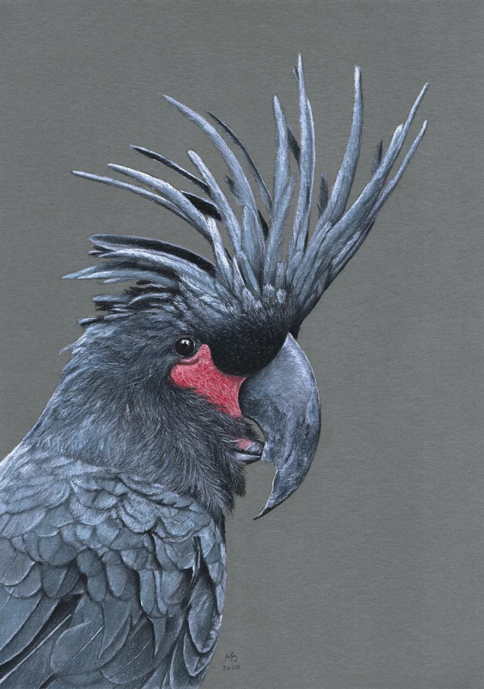 Black cockatoo - My, Drawing, Pastel, Birds, Cockatoo, A parrot, Art, Animalistics