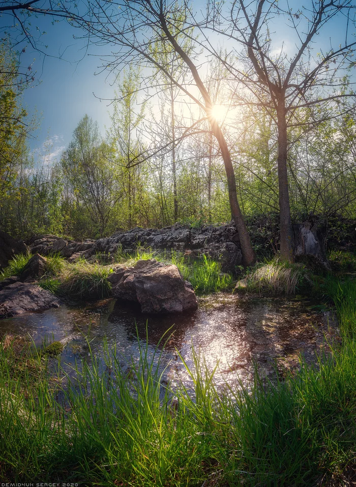 Spring forest) - My, Landscape, The photo, Vertorama, May, Forest
