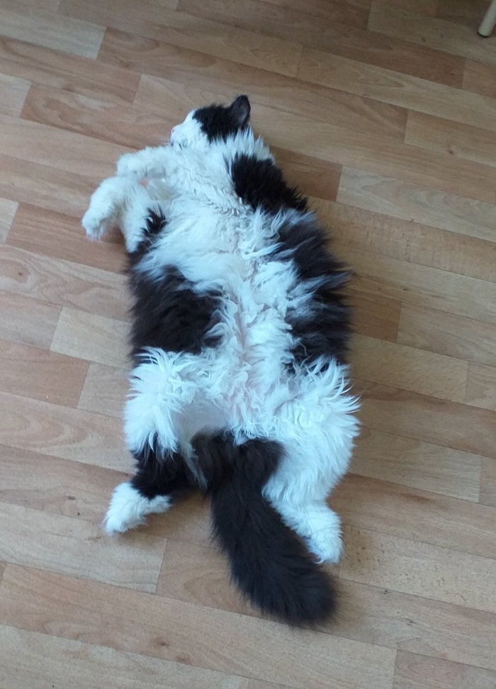 ����� ���� �����������