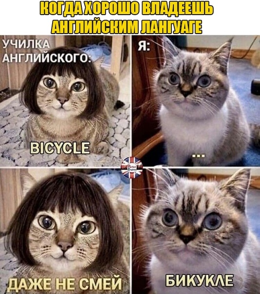 I'm something of an Englishman myself - cat, English language, Picture with text, A bike, Repost