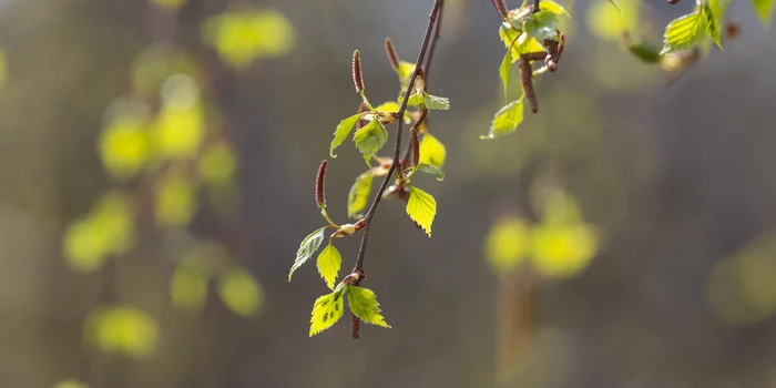Birch chintz country - Birch, Canon 6d, My