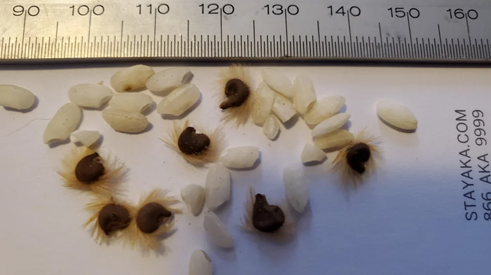 Что это за штука - 91 Перевел сам, WhatIsThisThing, Reddit, Видео, Длиннопост