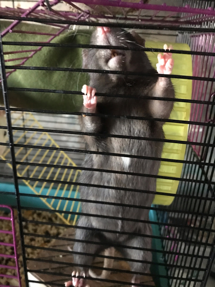 Пачиши мне пузу!