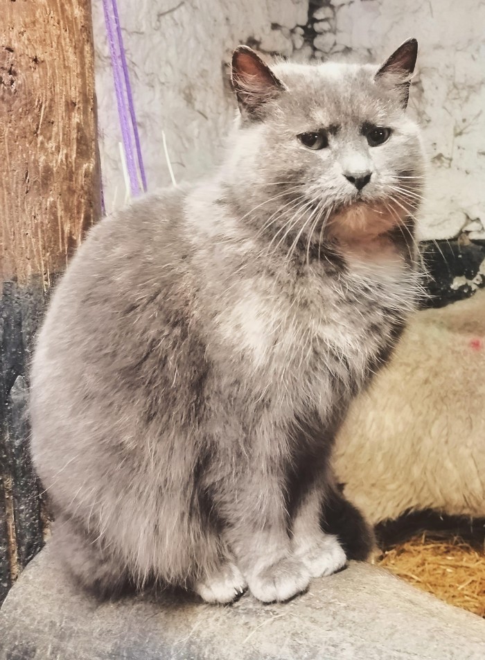 Парик ненависти...