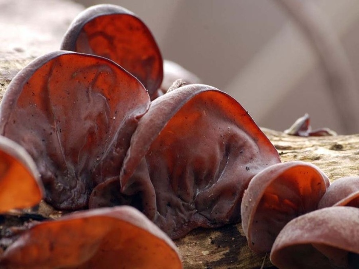 ���� ���