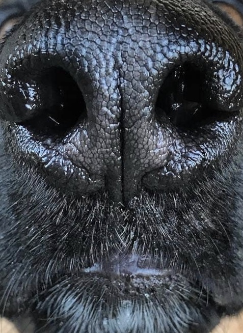 Crop - My, Nose, Dog, Face