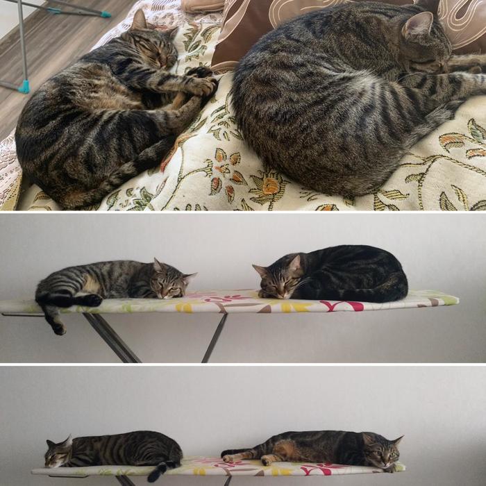 Synchronized sleep training - My, cat, Pets, Dream