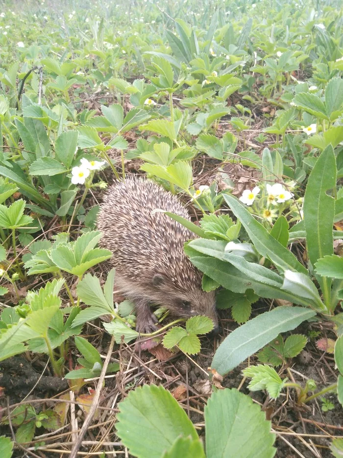 Hedgehog rescue) - My, Hedgehog, Nature, Video, Longpost