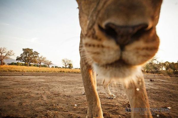 Squeezed it out. :) - Lioness, Camera, Camera, From the network, Humor, Longpost, Big cats, Wild animals, Africa