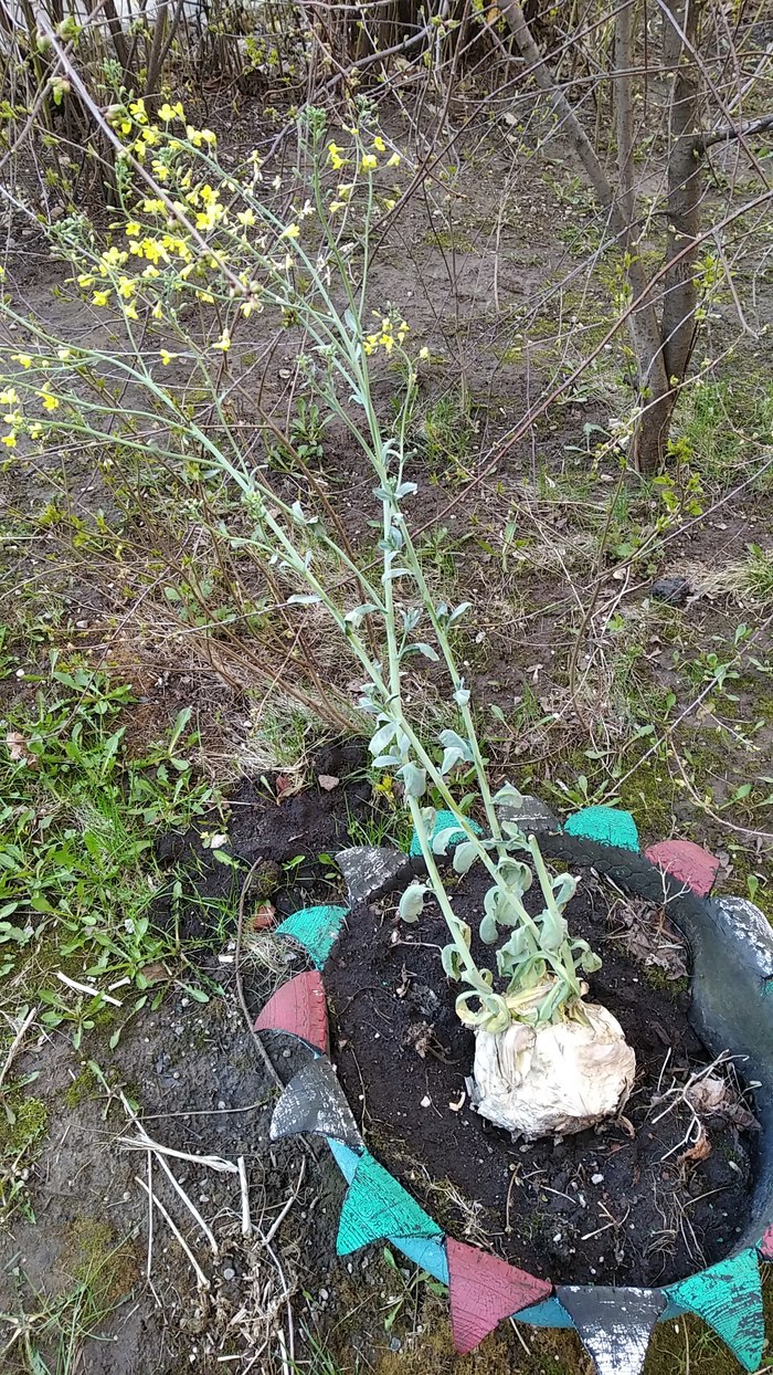 Ответ на пост "ответ на пост «Я, пытаюсь вырастить цветок»"