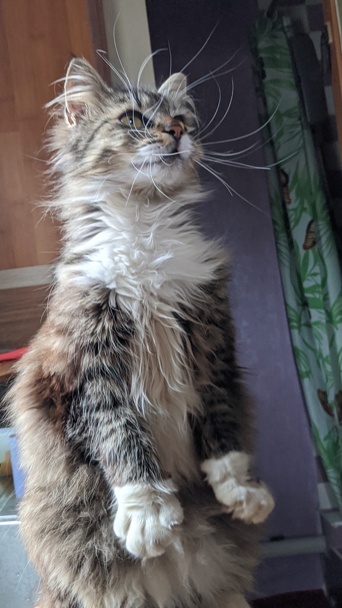 Кошка друга знакомого