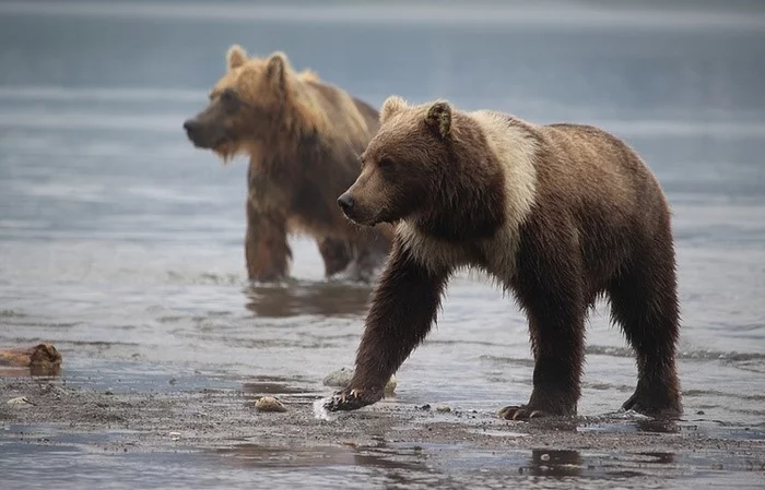 The mystery of nature - Bear, Brown bears, Kamchatka, Color, Wild animals, wildlife, Mystery, Unusual coloring, The Bears