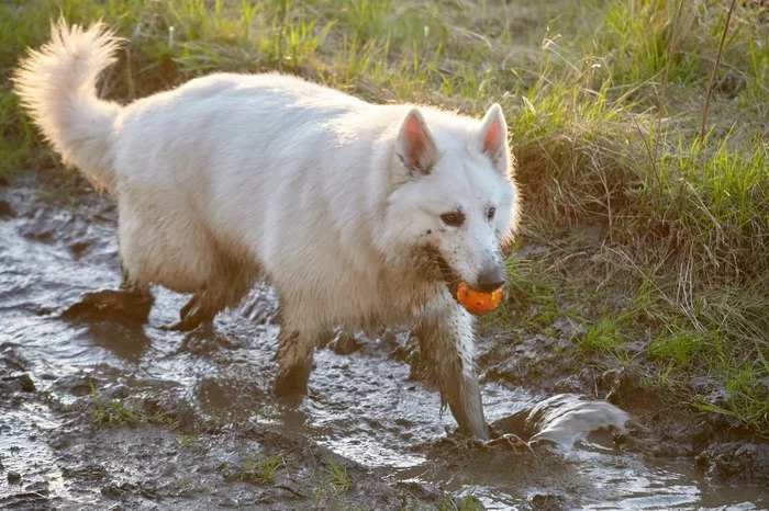 Shall we go for a walk through the puddles? - My, White swiss shepherd, Puddle, Walk, Dog, Vertical video, The photo, Pets, Video, Longpost