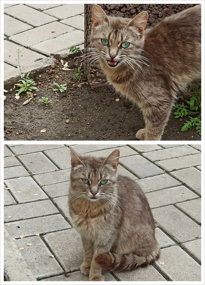 Cats with very unusual eye colors - My, cat, Eyes, Longpost