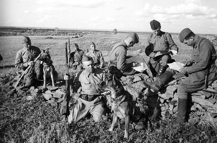 And they brought this day closer as best they could! Let's remember! - My, Dog, Heroes, The Great Patriotic War, Story, Interesting, Pets, Longpost