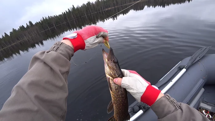 Pike fishing in the rain - Longpost, Video, Fishing, Snake, Spinning, Pike, My