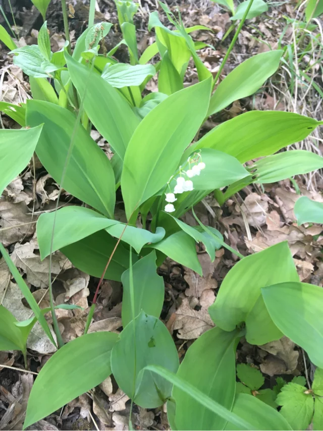 Nature in the feed - My, Nature, Lilies of the valley, Flowers, Landscape, Pheasant, Longpost