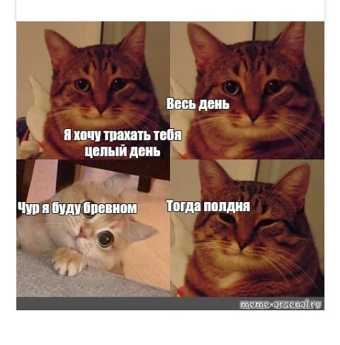 All my relations with the Georgian - My, Memes, cat, Georgians, Relationship, Understanding cat