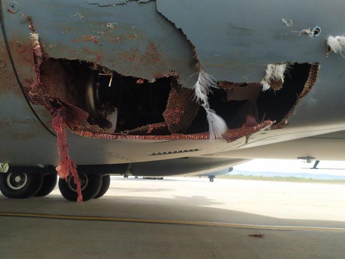 Airbus A400M vs  , Airbus a400m, Bird strike, , , 